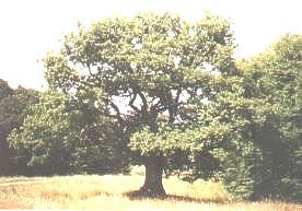 Breite-01