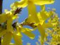Forsythia_ico