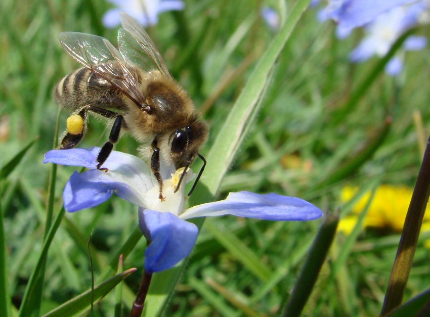 Spring bee 1
